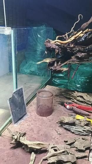 龍魚沉木造景圖片