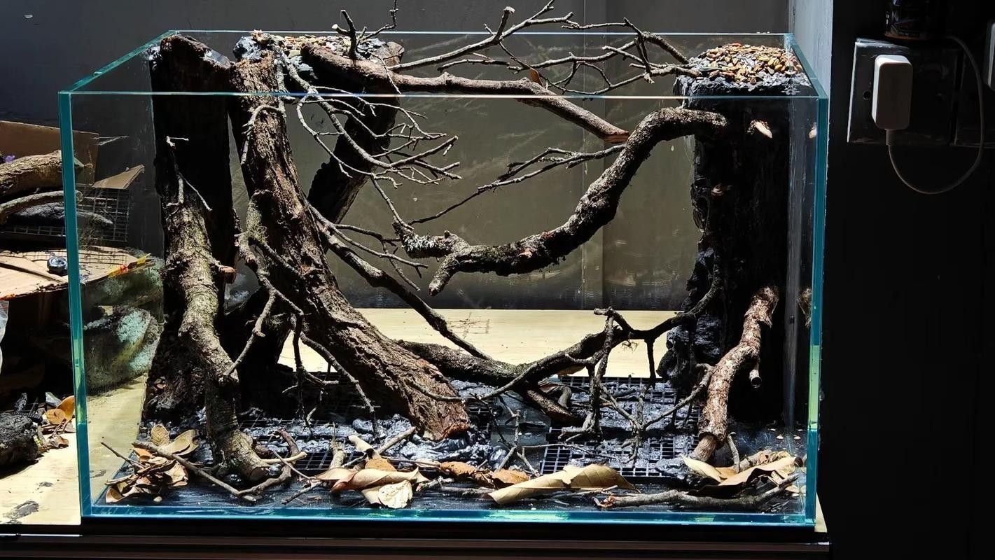 龍魚沉木造景圖片