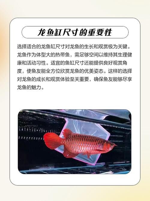 龍魚沉木造景圖片