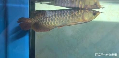 金龍魚總是在缸底游：土霉素可以治療金龍魚嗎