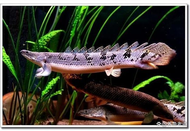 龍魚尾巴鱗片翹起來（龍魚尾巴鱗片翹起可能由多種因素導致龍魚鱗片翹起）