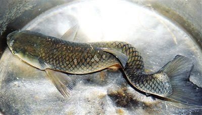 龍魚尾巴鱗片翹起來（龍魚尾巴鱗片翹起可能由多種因素導致龍魚鱗片翹起）
