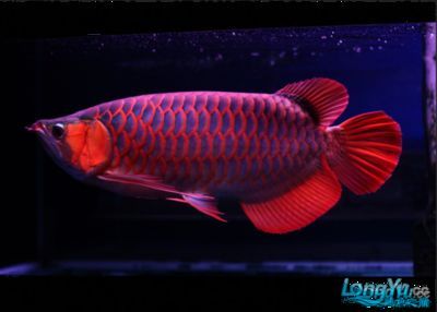 龍魚之巔論壇官網（龍魚之巔論壇交流平臺）