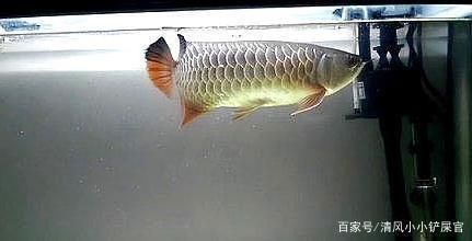 養龍魚前要準備什么：養龍魚需要一定準備工作的任務