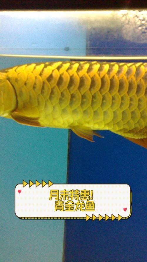 金龍魚背圖片大全大圖