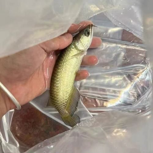 金龍魚背圖片大全大圖