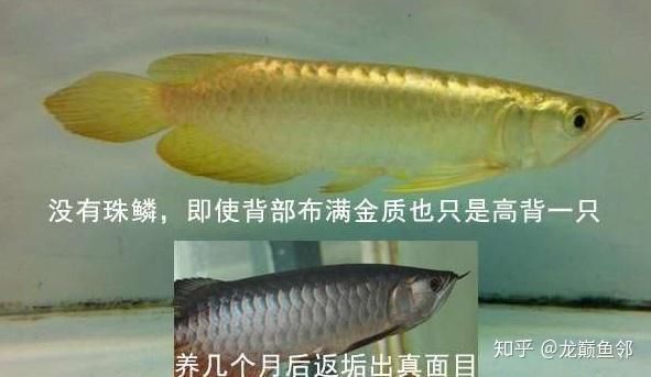 金龍魚背圖片大全大圖