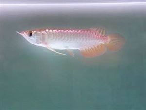 金龍魚背圖片大全大圖