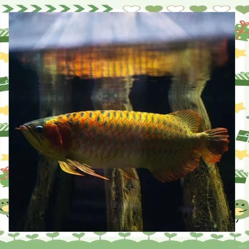 龍魚圖騰圖片高清壁紙