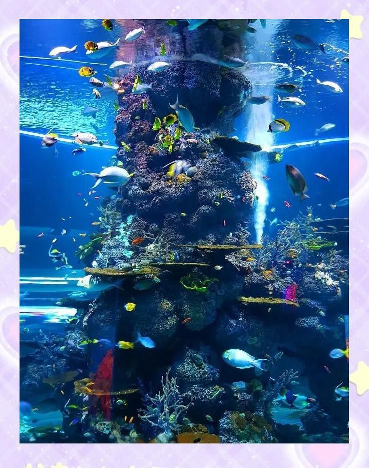 金頭龍魚缸需要哪些配件？