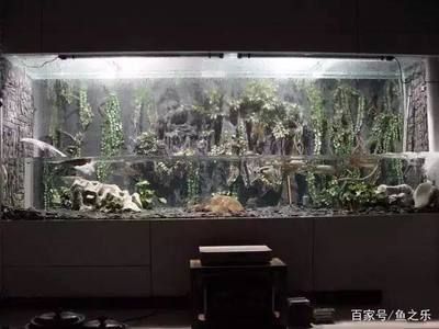 龍魚魚缸水位多少合適：龍魚魚缸水位的選擇是影響龍魚健康的關鍵因素之一