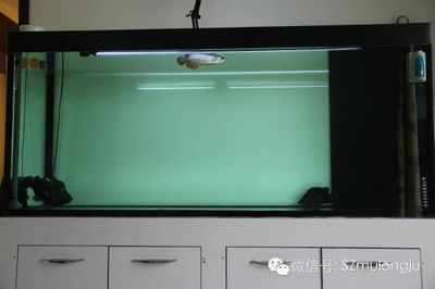 龍魚魚缸水位多少合適：龍魚魚缸水位的選擇是影響龍魚健康的關鍵因素之一