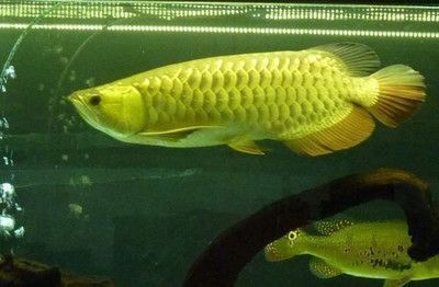 龍魚的別名（龍魚的別名及其解釋）
