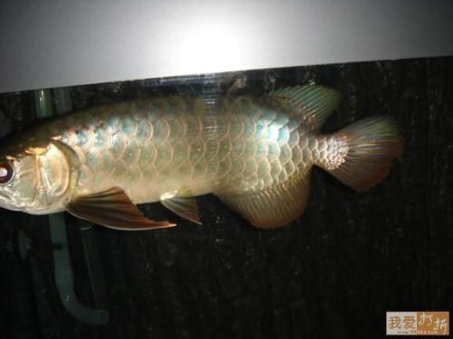 藍底過背好還是金底過背龍魚好看（藍底過背金龍魚與金底過背金龍魚的區(qū)別）