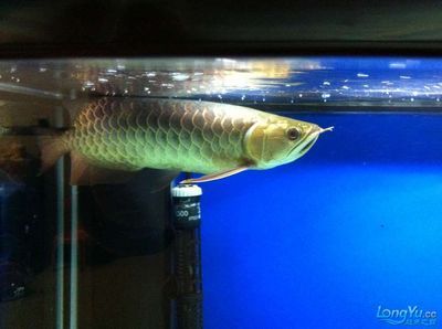 藍底過背好還是金底過背龍魚好看（藍底過背金龍魚與金底過背金龍魚的區(qū)別）