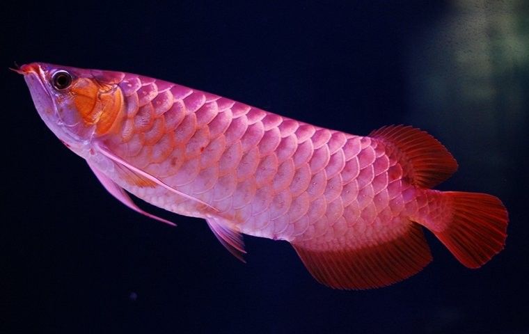 龍魚害怕不吃食嗎