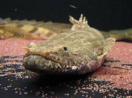 虎紋恐龍魚養大值錢嗎