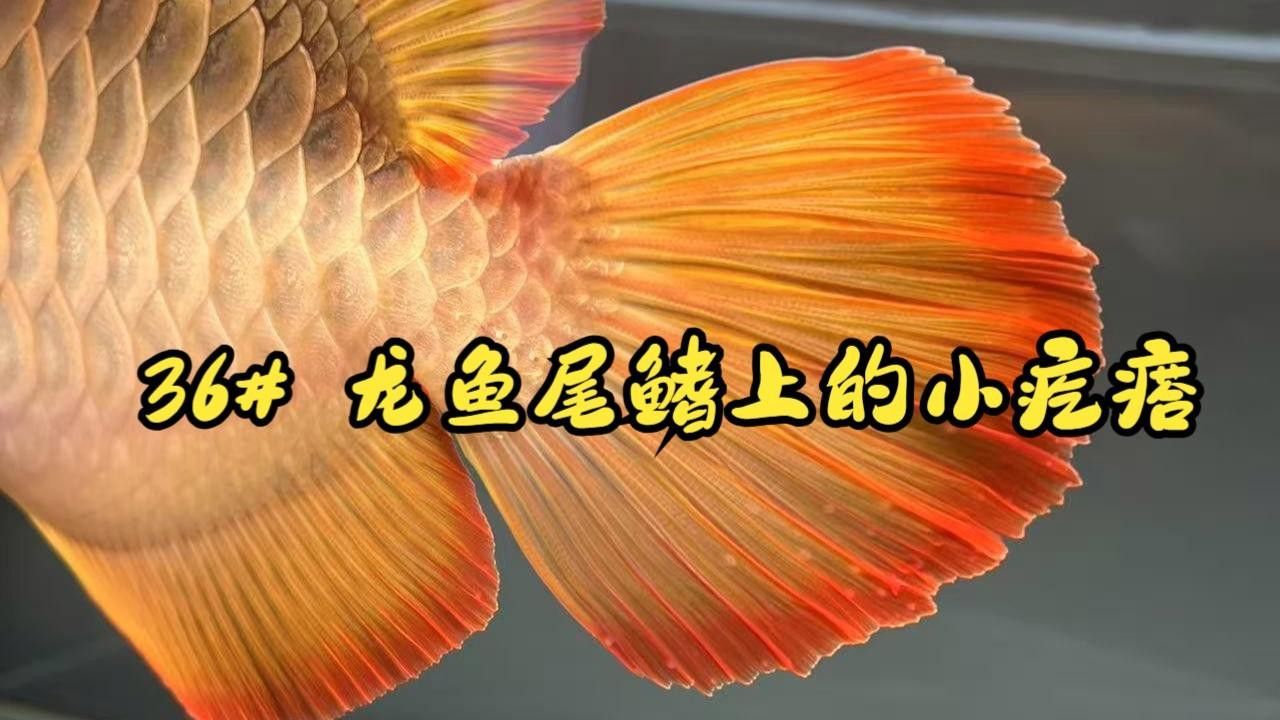 如何判斷龍魚是否感染外寄？