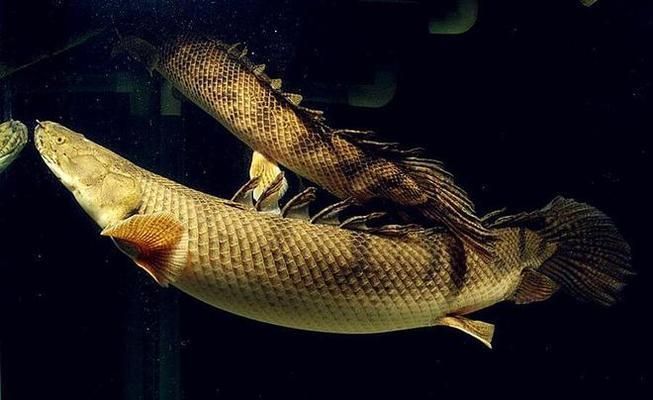 金色恐龍魚叫什么名字：金色恐龍魚正式名稱為\"金龍魚