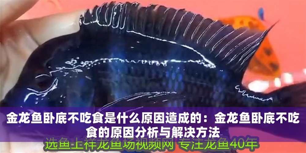 金龍魚臥底不吃食是什么原因造成的：金龍魚臥底不吃食的原因分析與解決方法