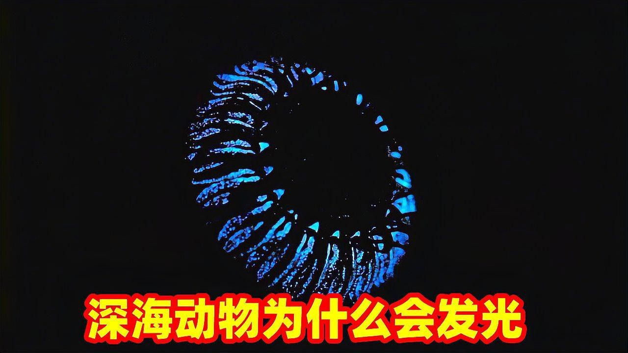 深海龍魚發光器的再生周期是多久？