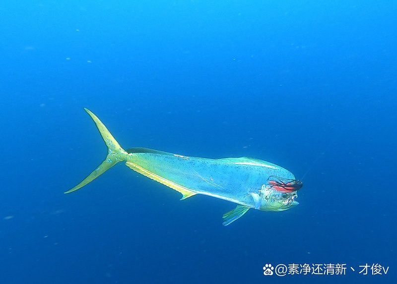 深海龍魚發光器的再生周期是多久？