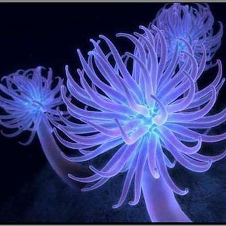 深海龍魚發光器的再生周期是多久？