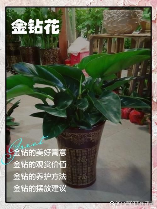 金鉆開花圖片