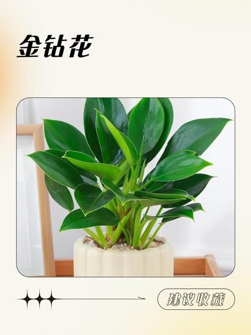 金鉆開花圖片