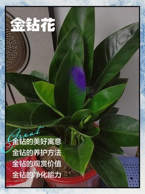 金鉆開花圖片