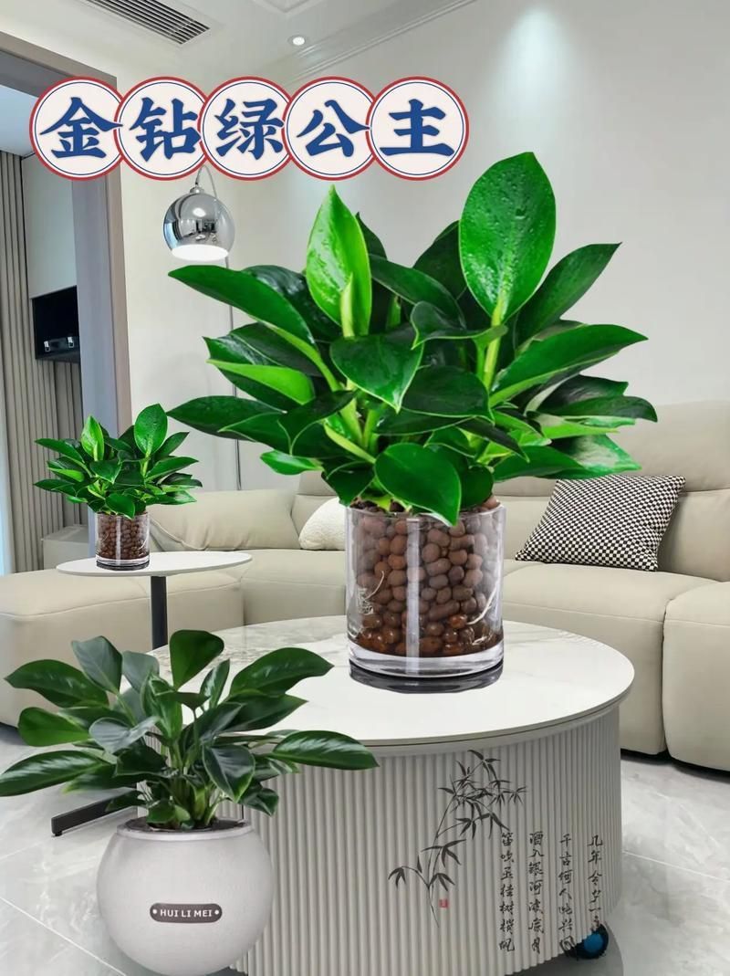 金鉆開花圖片