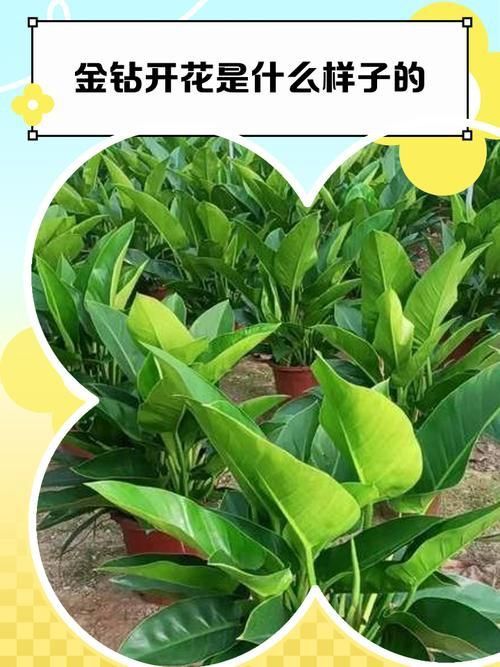 金鉆開花圖片
