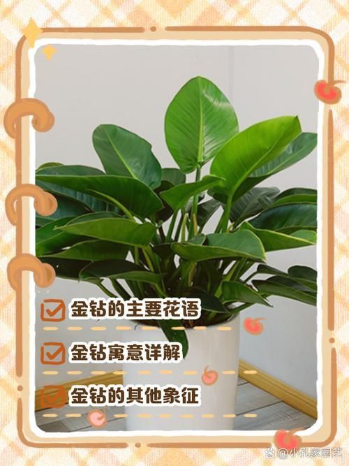 金鉆開花圖片