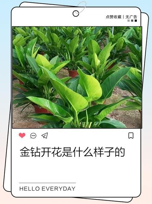 金鉆開花圖片