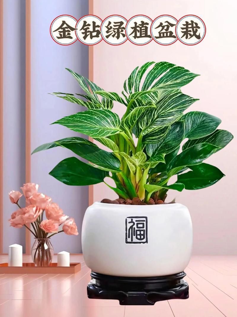 金鉆開花圖片