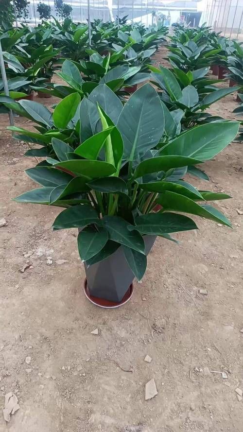 金鉆開花圖片