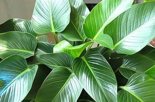 金鉆開花圖片