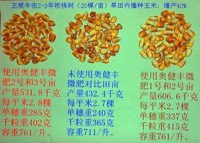 黃金幼魚飼料營養成分對比：自制黃金幼魚飼料步驟詳解，黃金幼魚專用飼料品牌推薦