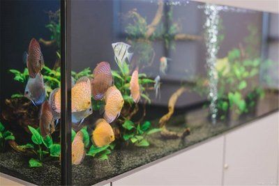 龍魚(yú)養(yǎng)單數(shù)還是雙數(shù)：龍魚(yú)養(yǎng)單數(shù)是雙數(shù)還是雙數(shù)的龍魚(yú)養(yǎng)殖風(fēng)水講究如何