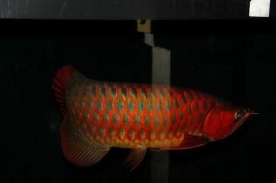 龍魚等級劃分（龍魚的等級劃分）