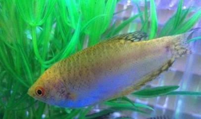 金龍魚吃什么小魚最好：金龍魚吃什么小魚好