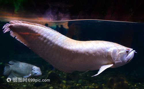 金龍魚眼睛長了的個白色東西：金龍魚眼睛上出現白色東西可能是由于多種原因引起的