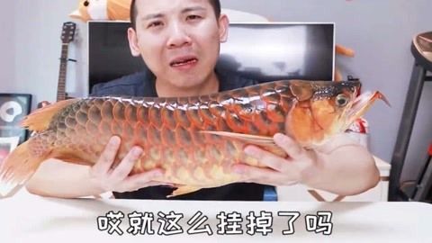紅龍魚吃飽還會繼續吃嗎（關于紅龍魚飲食行為的詳細分析紅龍魚吃飽了會繼續吃嗎）