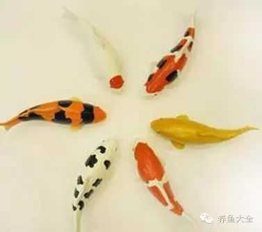 龍魚(yú)爛鰓病的癥狀有哪些？