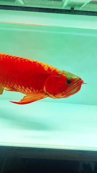 印尼紅龍魚照片高清圖