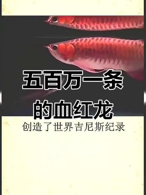 印尼紅龍魚照片高清圖