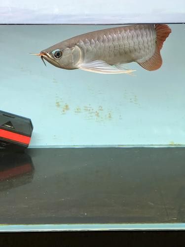 印尼紅龍魚照片高清圖