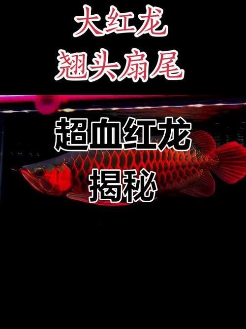 印尼紅龍魚照片高清圖