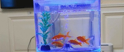 60的魚缸多少升水（60cm魚缸適合養(yǎng)什么魚魚缸水位控制技巧）