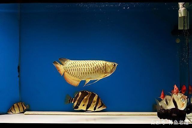 綠皮辣椒龍魚吃什么